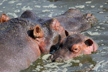 Wall Mural - Baby hippo with mother