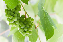 Bunch Of Green Grapes On Branch