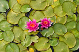 pond scenery with water lilly