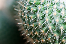 Close Up Of Globe Shaped Cactus With Long Thorns