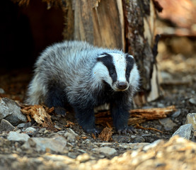Wall Mural - badger