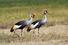 Couple Of Grey Crowned Cranes