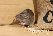Brown Rat, Rattus Norvegicus