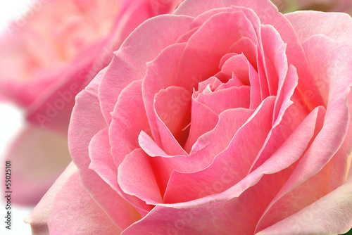 Obraz na płótnie Kwiat róży 