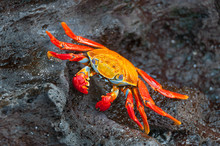 Sally Lightfoot Crab On A Black Rock.