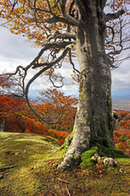 Tree Trunk In Autumn