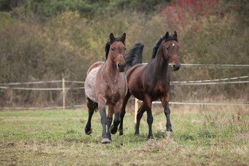 Two horses running on pasturage