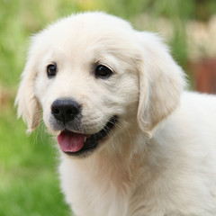 Gorgeous golden retriever puppy