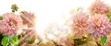 Fototapeta Kwiaty - kwiaty