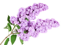 Beautiful Lilac Flowers Isolated On White