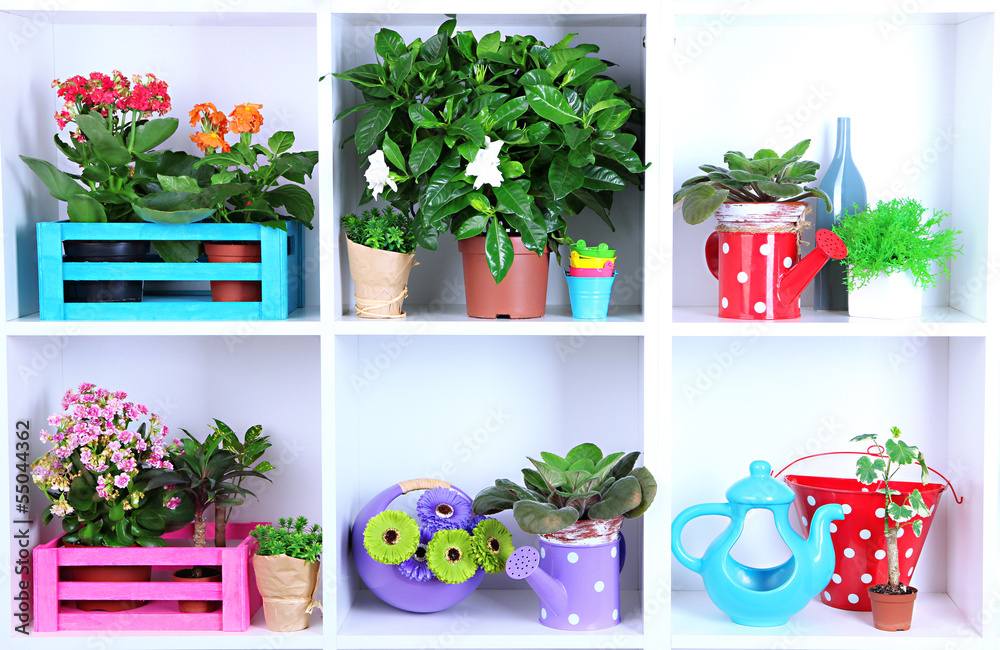Beautiful flowers in pots on white shelves close-up