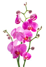 Pink Flowers Orchid On A White Background