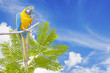 Blue-and-yellow Macaw Ara ararauna on blue sky background