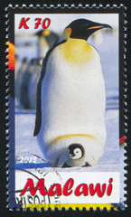 Poster - Penguin