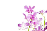 Fototapeta Motyle - Pink orchid