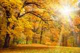 Fototapeta Nowy Jork - Gold Autumn with sunlight / Beautiful Trees in the forest