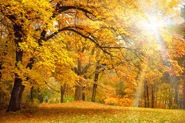 gold autumn with sunlight / beautiful trees in the forest