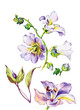 Watercolor mallow flowers and orchid
