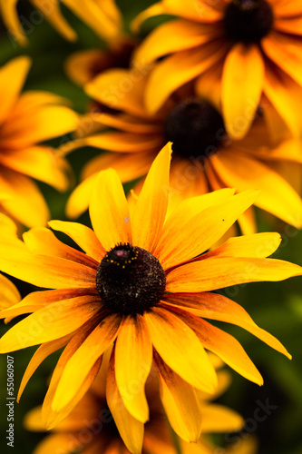 Fotografering Bright yellow rudbeckia flowers in the garden