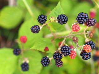 Poster - Reife Brombeeren