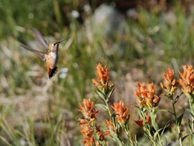 Rufous Hummingbird With Wildflowers