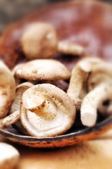 Poster - Shiitake mushroom