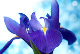 Beautiful blue iris flowers background