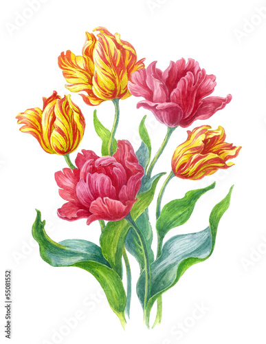 Plakat na zamówienie Тюльпаны на белом фоне, акварель.