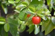 Fresh Barbados cherry on a tree