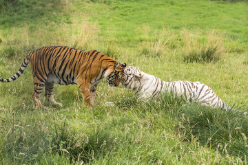 Two bengal tigers - white and orange