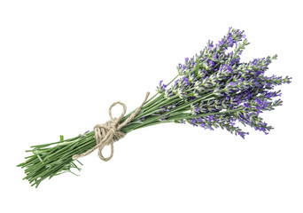 Canvas Print - lavender flowers isolated on white background