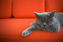 Cat Relaxing On The Couch.