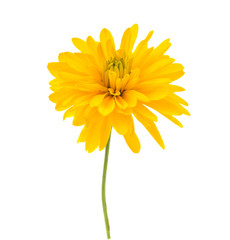 Wall Mural - yellow chrysanthemum isolated