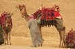Bedouin with camels near Pyramid of Khafre, Cairo