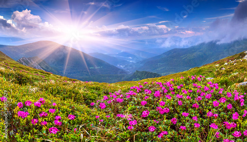 Foto  Magic pink rhododendron flowers on summer mountain