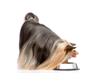 Wall Mural - Yorkshire Terrier eating food from dish. isolated on white 