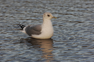 Wall Mural - Common gull, Larus canus