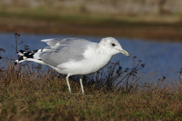 Wall Mural - Common gull, Larus canus