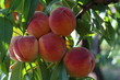 peachs fruits