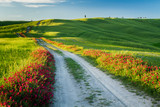 Fototapeta Kwiaty - Beautiful view of green fields and meadows at sunset in Tuscany
