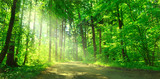Fototapeta Las - Waldweg mit Sonnenschein