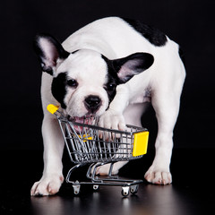 Canvas Print - French Bulldog  playing with a supermarket cart. Funny little do