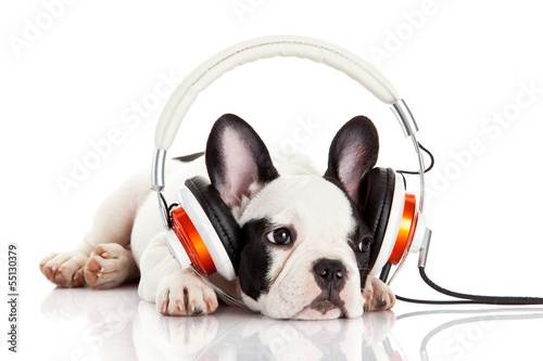 Fototapeta dla dzieci dog listening to music with headphones isolated on white backgro