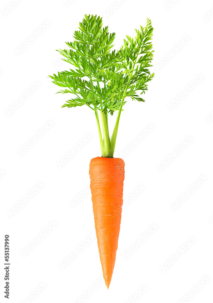 Carrot isolated on white background - obrazy, fototapety, plakaty 