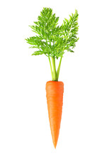 Carrot Isolated On White Background