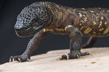 メキシコ トカゲのオブジェクト メキシコビーズトカゲ 無料画像 - Public Domain Pictures