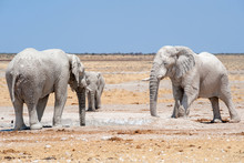 Elefanten Mit Weissem Schlamm Bedeckt