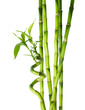 bamboo - six stalks