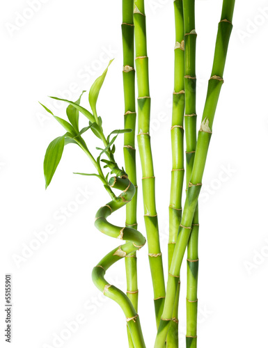 Fototapeta na wymiar bamboo - six stalks