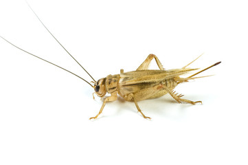 Cricket with soft shadow on a white background.